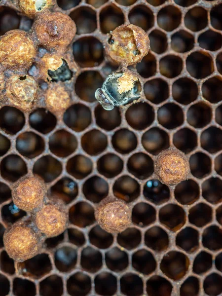 Close up of bee hatching from honeycomb. Birth of a bee. Overhead macro.