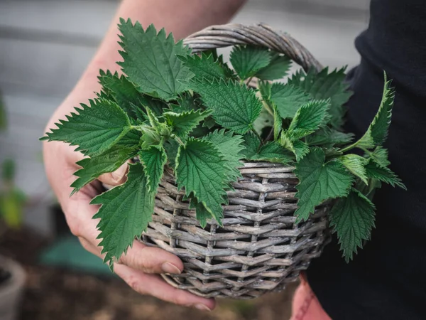 Vrouw Met Vers Geoogste Brandnetel Urtica Dioica Planten Mand — Stockfoto