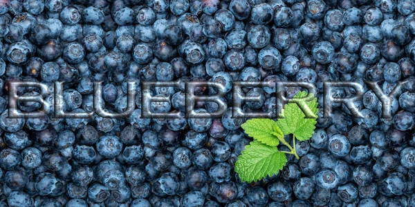 Fresh Blueberries Background Mint Leaves Overhead Shot Title Blueberry Border — Stock Photo, Image