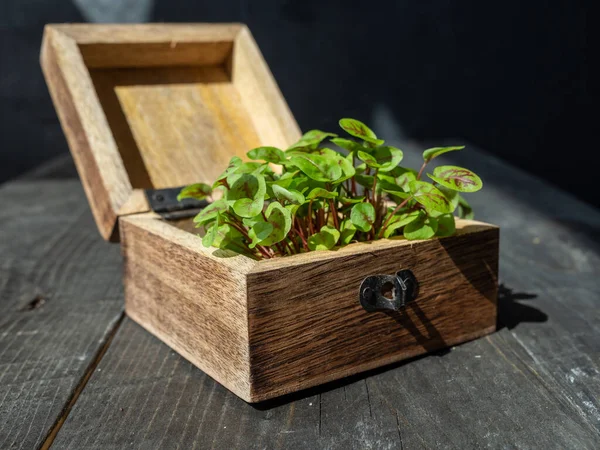 Green sprouts of cress in wooden box on wooden table. Healthy food. Copy space.