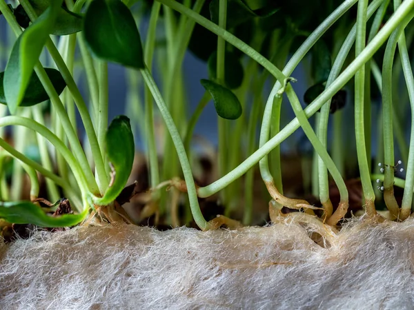 Groene Spruiten Van Kers Sluiten — Stockfoto