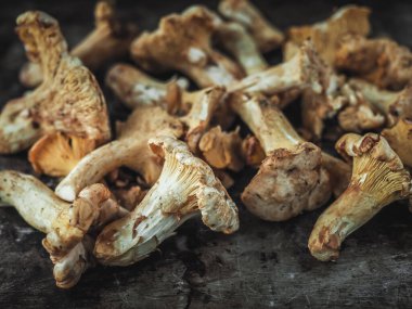 Koyu kırsal arka plana Chantarelle mantarı (cantharellus cibarius) yığını.