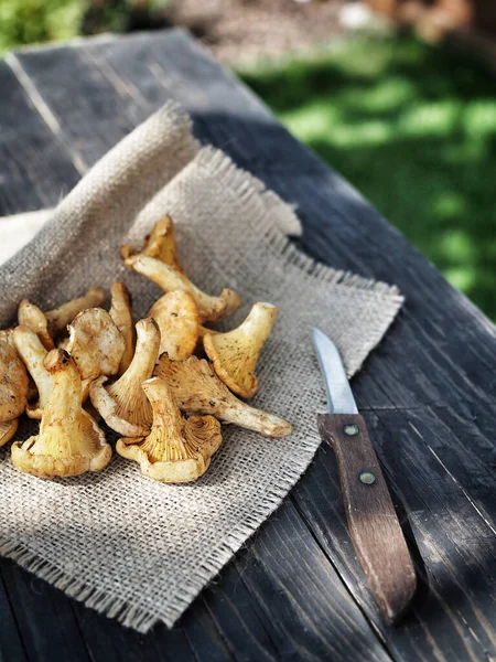 Fresh Harvested Yellow Chanterelle Mushrooms Cantharellus Cibarius Knife Rustic Wooden — Stock Photo, Image