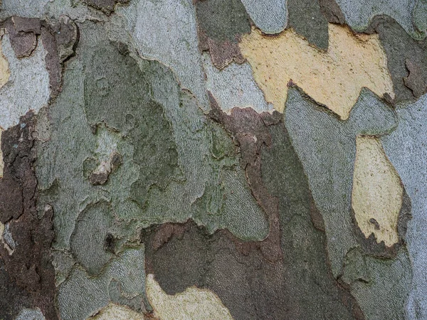 Тиснутая Текстура Коры Сикамора Platanus Acerifolia Горизонтальное Фото Текстуры Сикомора — стоковое фото