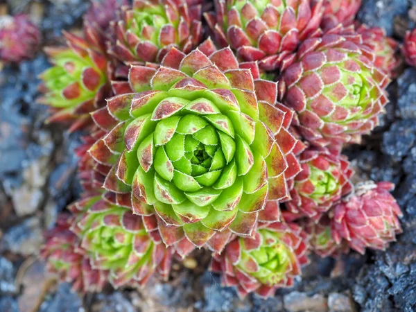 Nahaufnahme Einer Sukkulenten Pflanze Aus Der Vogelperspektive Farbenfroher Hintergrund — Stockfoto