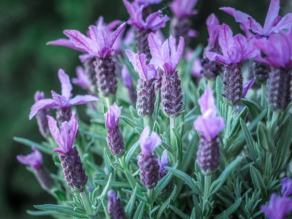 Las Lavandas Florecientes Violetas Lavandula Stoechas Cerca — Foto de Stock