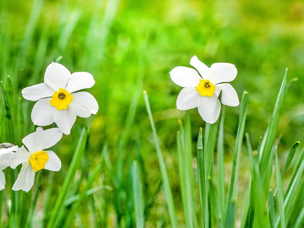 Witte narcissen in de tuin. Kopieerruimte. — Stockfoto