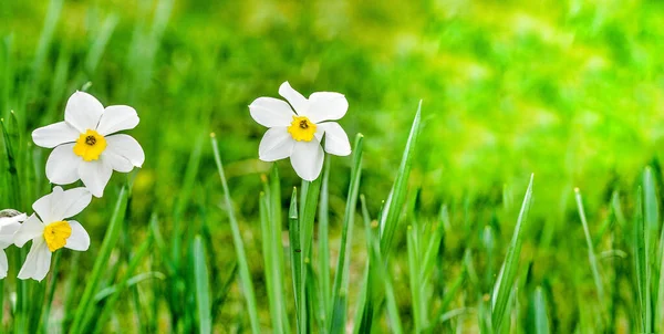 Witte narcissen in de tuin. Kopieerruimte. — Stockfoto