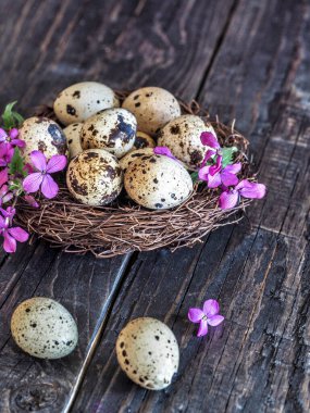 Yuvasında pembe çiçekli bıldırcın yumurtaları. Paskalya yumurtaları, boşluğu kopyalayın.