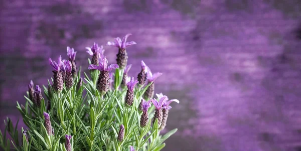 ラベンダーの開花 Lavandula Stotechas 紫色のレンガの背景に コピースペース グリーティングカード — ストック写真