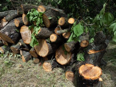 Bahçeye odun yığını. Kesilmiş odun yığını ve kış için hazırlanıyor..