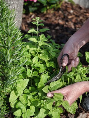 Bahçede eski bir makasla nane yapraklarını kesen kadın elleri.. 