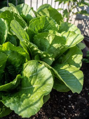 Marul - Lactuca sativa - güneşli bahçede.