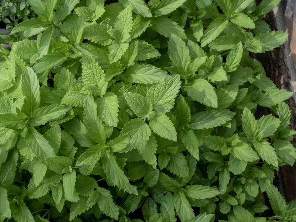 Primer Plano Hojas Menta Fresca Jardín Disparo Aéreo — Foto de Stock