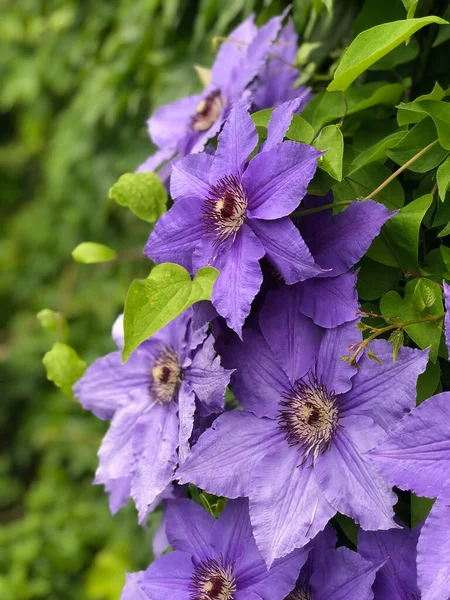 Gros Plan Fleurs Grimpantes Pourpres Clématites Fleurs — Photo