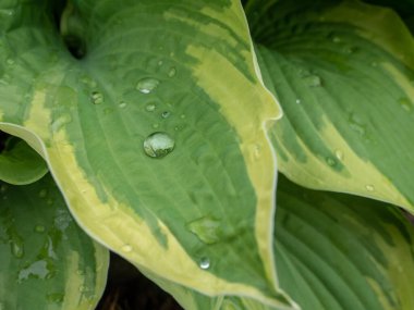 Üzerinde su damlaları olan yeşil zambak yaprağı. Kapat..