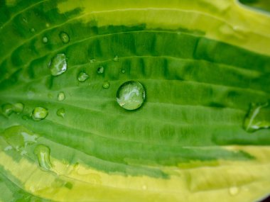 Üzerinde su damlaları olan yeşil zambak yaprağı. Kapatın. Makro 