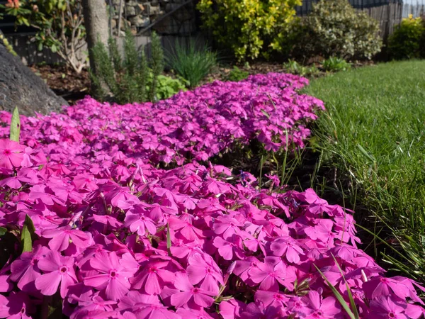 Gebied Van Kleine Magenta Bloemen Mos Phlox Tuin — Stockfoto