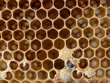 Honyecomb 'da yeni doğmuş bir arı. Tepeden. Kapat..