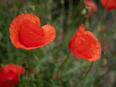 Kırmızı gelincik çiçekleri tarlası Papaver Rhoeasin. Kapat.. 