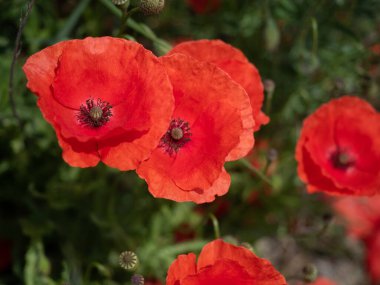 Kırmızı gelincik çiçekleri tarlası Papaver Rhoeasin. Kapatın. Tepeden çekim.