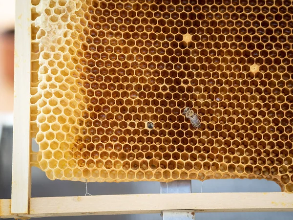 Медонос Бджолами Медом Концепція Бджільництва Збирання Меду — стокове фото
