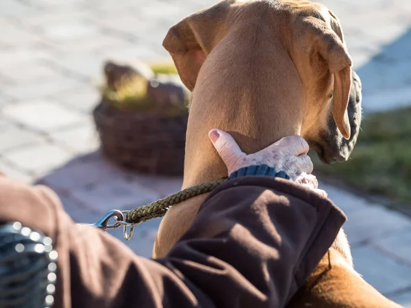 Gold Great Dane Puppy Wordt Gekoesterd Door Oude Vrouwelijke Hand — Stockfoto
