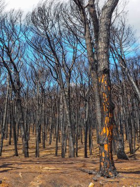 Temmuz 2017 'de Vezüv Ulusal Parkı, İtalya, Campania' da yangından zarar gören ağaçlar, Eylül 2017.