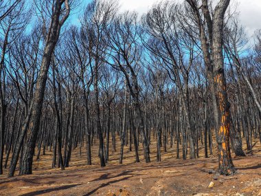 Temmuz 2017 'de Vezüv Ulusal Parkı, İtalya, Campania' da yangından zarar gören ağaçlar, Eylül 2017.