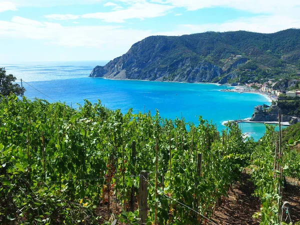 Cinque Terre Italia Septiembre 2017 Viñedos Parque Nacional Cinque Terre — Foto de Stock