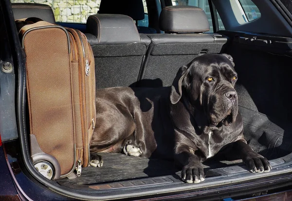Zwarte Hond Rietlichaam Reist Naast Koffer Kofferbak Zonnige Zomerdag — Stockfoto