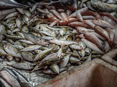 Köpük soğutma kutusunda satılmaya hazır taze balık yığını. Marketi kapatın.. 