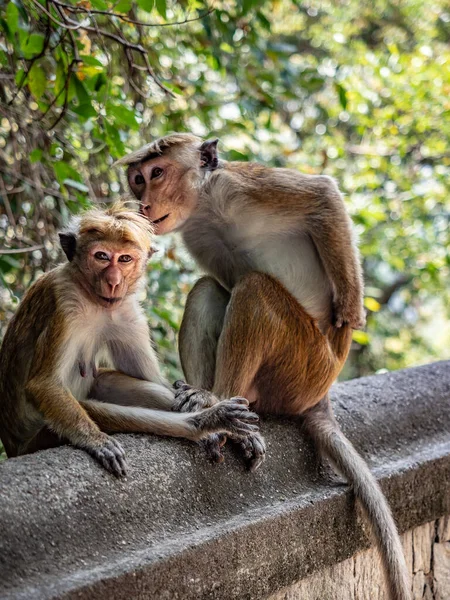 Twee Apen Getuft Grijze Langoeren Zitten Muur Het Park Van — Stockfoto