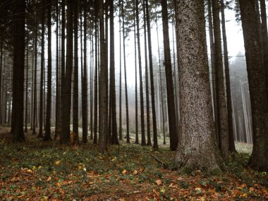 Sisli sonbahar ormanlarında ağaçlar. Manzara manzarası. Arkaplan.