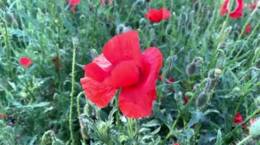 Kırmızı gelincik çiçeğini kapat - papaver rhoeas rüzgarda hareket ediyor. Ağır çekim. Yüksek kaliteli FullHD görüntüler