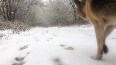 Erkek ve kadın kış aylarında ormanda iki köpekle yürür. Arkadan.. 