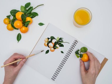 Kadın elleri mandalinaları tutuyor - narenciye mandalinası - ve çizim tahtası için meyveleri beyaz masaya boyuyor. Mandalina melezi. Yukarıdan, boşluğu kopyala. 