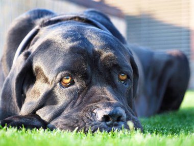 Siyah Çubuk Corso, İtalyan köpeği yeşil çimlerin üzerinde yatıyor. Yaz güneşli bir gün.