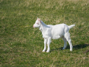 Genç bir beyaz keçi çayırda otluyor. Yaz sonuna kadar.. 