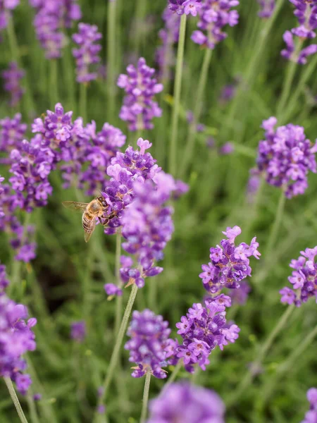 Feche o campo de lavanda. Insetos de abelha coletam pólen e néctar. — Fotografia de Stock