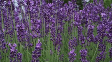 Lavanta tarlasını kapatın. Arı böcekleri polen ve nektar toplar..