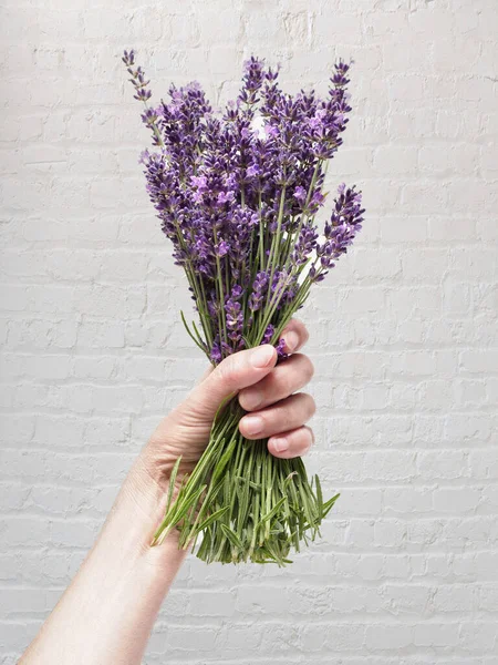 Caucasian Female Hand Holds Bunch Lavender Flowers White Brick Wall — Stock Photo, Image