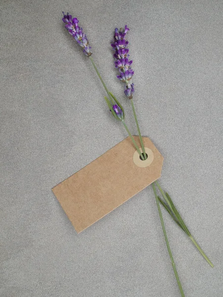 Лавандовые Цветы Бумажной Этикеткой Бетонном Фоне Верхний Выстрел — стоковое фото