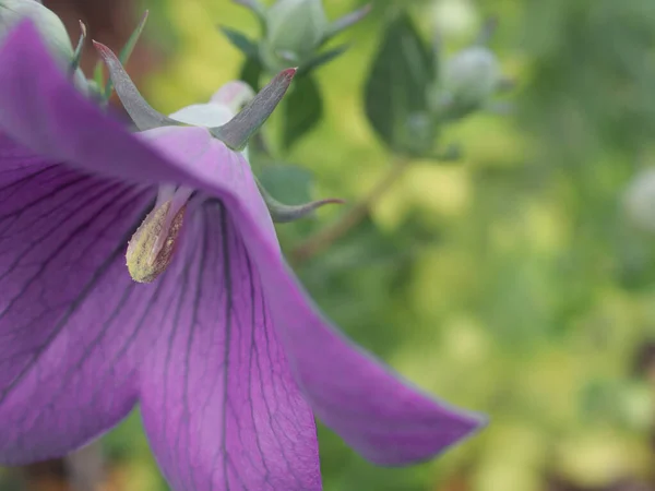 Close Van Paarse Ballon Bloem Platycodon Grandiflorus Met Wazige Achtergrond — Stockfoto