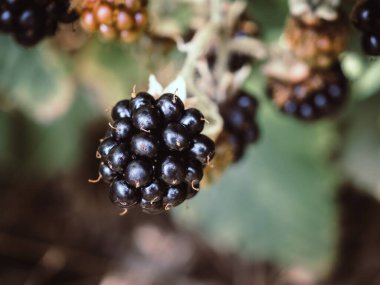 Çalılıklarda taze koyu mavi böğürtlen. Seçici odak.