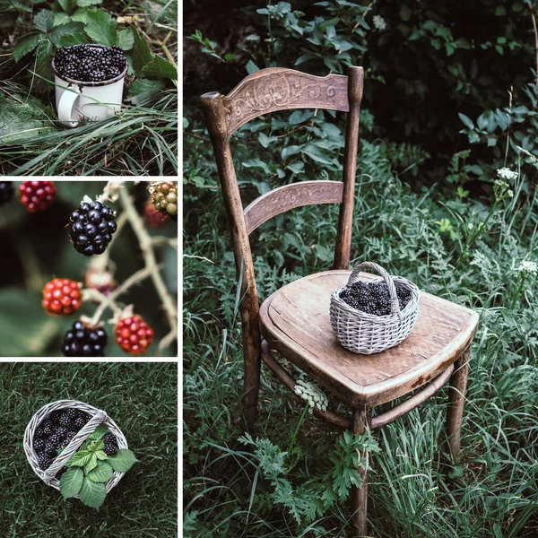 Blackberry Harvesting. Collage of four images with blackberries in the garden. — Stock Photo, Image
