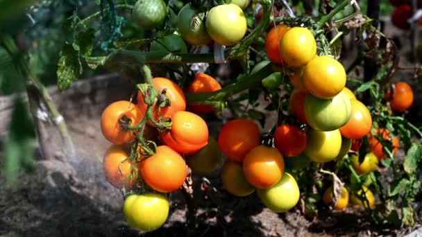 Τομάτες ποτίσματος. Βιολογική καλλιέργεια αυθεντικό βίντεο. Φυτικός κήπος, αγροτική αγροτική περιοχή. Βιολογική φρέσκια συγκομιδή στον κήπο λαχανικών, διατροφή — Αρχείο Βίντεο