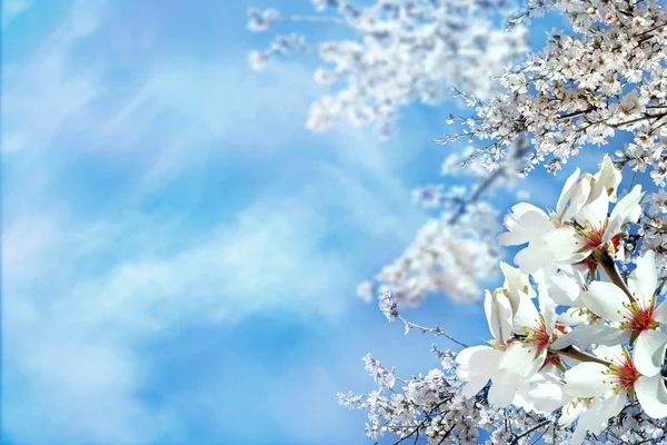 Amêndoa florescente como fundo — Fotografia de Stock