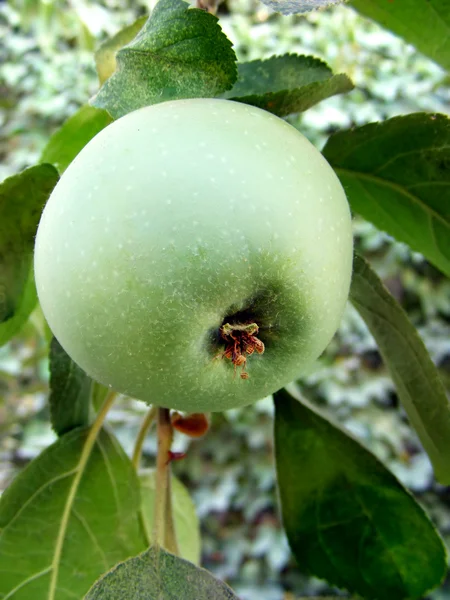 Manzana verde — Foto de Stock