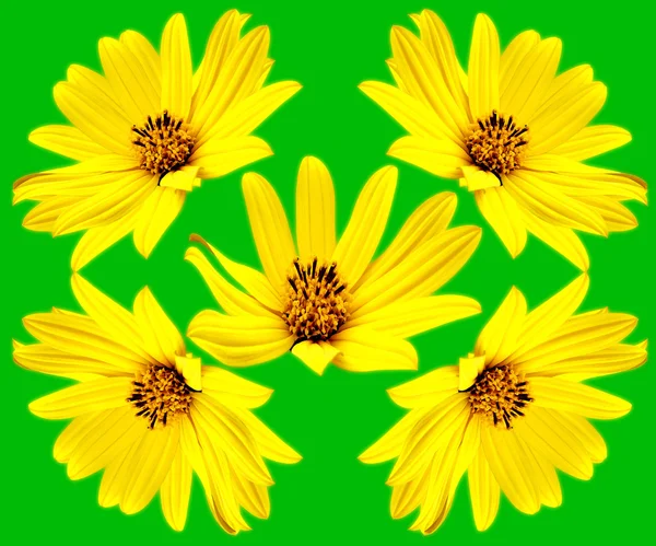 Květinový vzor — Stock fotografie